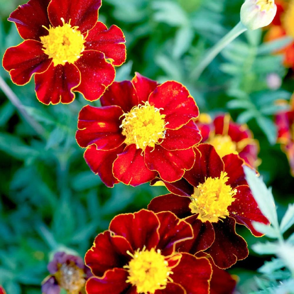 Marigold (french) Red Knight Seeds
